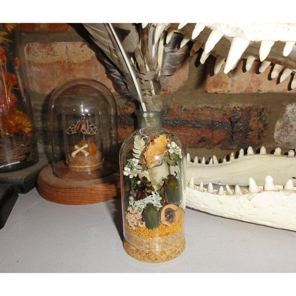 June Bug Sitting In Pinecone Throne Oddity Jar curiosity dome insect taxidermy - Picture 7 of 14